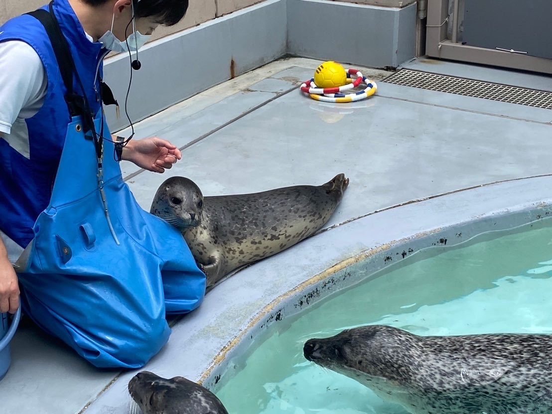 🌊 오호츠크 톳카리 센터 (물범 랜드) 이미지 6